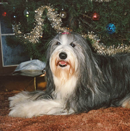 Megan, a black beardies with white markings before the Christmas tree in 1989
